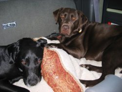 puppies chillin backseat.JPG