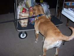 Nationals 2008 Jack sniffing goody baskets.jpg