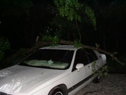 tree1.JPG