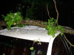 treecrap1.JPG