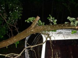 treecrap2.JPG