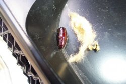 cocoon3.jpg