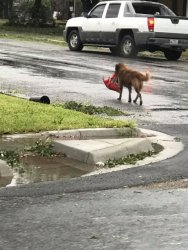 otis texas dog 2017 (Small).jpg