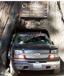 drive through tree.jpg
