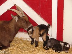 Baby Goats.jpg
