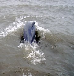 Dolphin that close.jpg