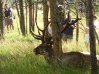 Bull Elk.JPG