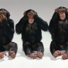 The Monkey 1975